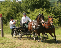 Die Silbermedaille bei den Ponyfahrern ging an Thomas Wolf (Muchow).